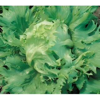 Laitue batavia Reine des Glaces