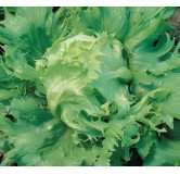 Laitue batavia Reine des Glaces