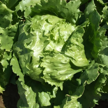 Laitue batavia Beaujolaise