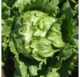 Laitue batavia Beaujolaise