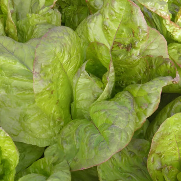 Laitue romaine Angèle