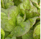 Laitue romaine Angèle