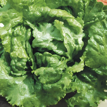 Laitue batavia Pierre Bénite
