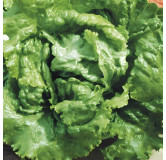 Laitue batavia Pierre Bénite