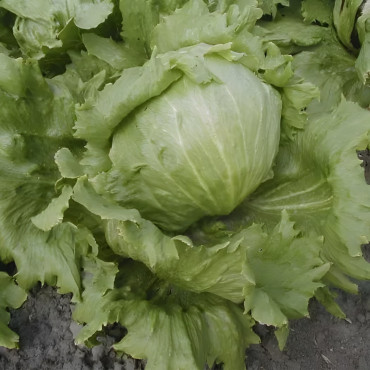 Laitue batavia Iceberg "Saladin"