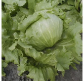 Laitue batavia Iceberg "Saladin"