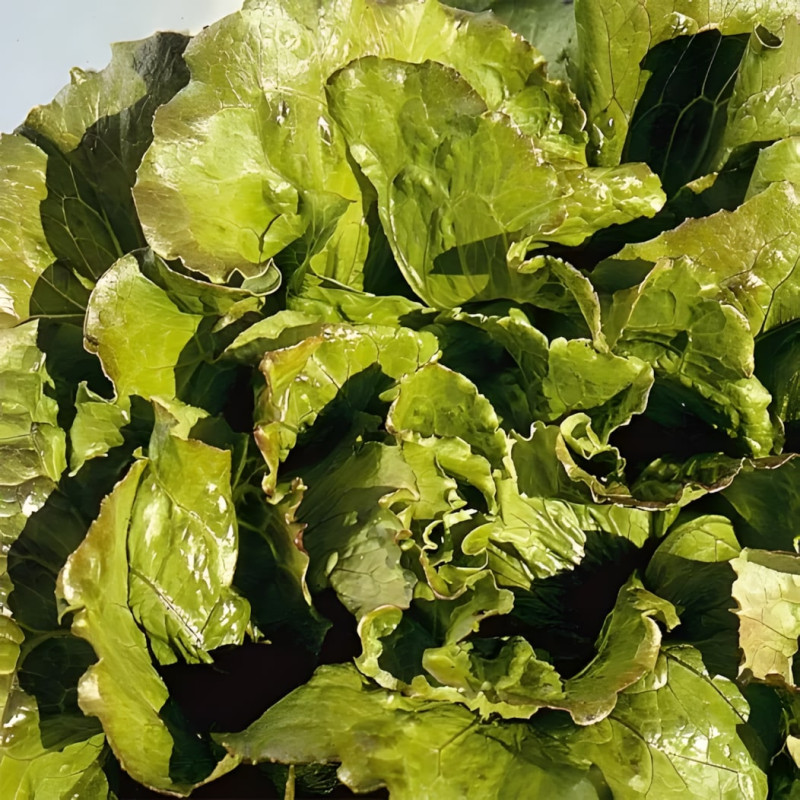 Laitue batavia Carmen