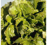Laitue batavia Carmen