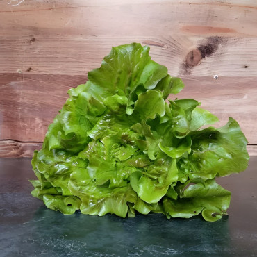 Laitue batavia Gloire du Dauphiné