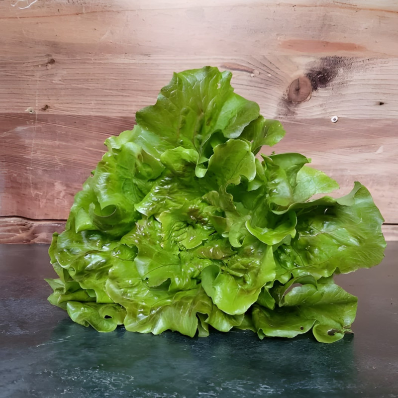 Laitue batavia Gloire du Dauphiné