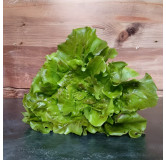 Laitue batavia Gloire du Dauphiné