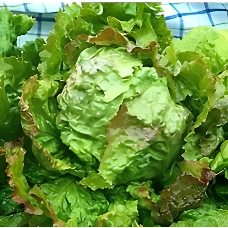 Laitue Batavia d'hiver St Antoine