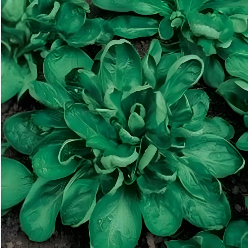 Mâche Coquille de Louviers