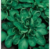 Mâche Coquille de Louviers