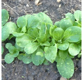 Mâche Verte de Cambrai