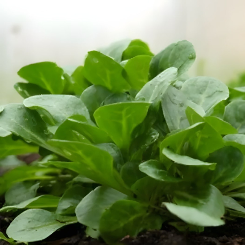 Mâche Verte d'Etampes