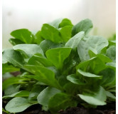 Mâche Verte d'Etampes