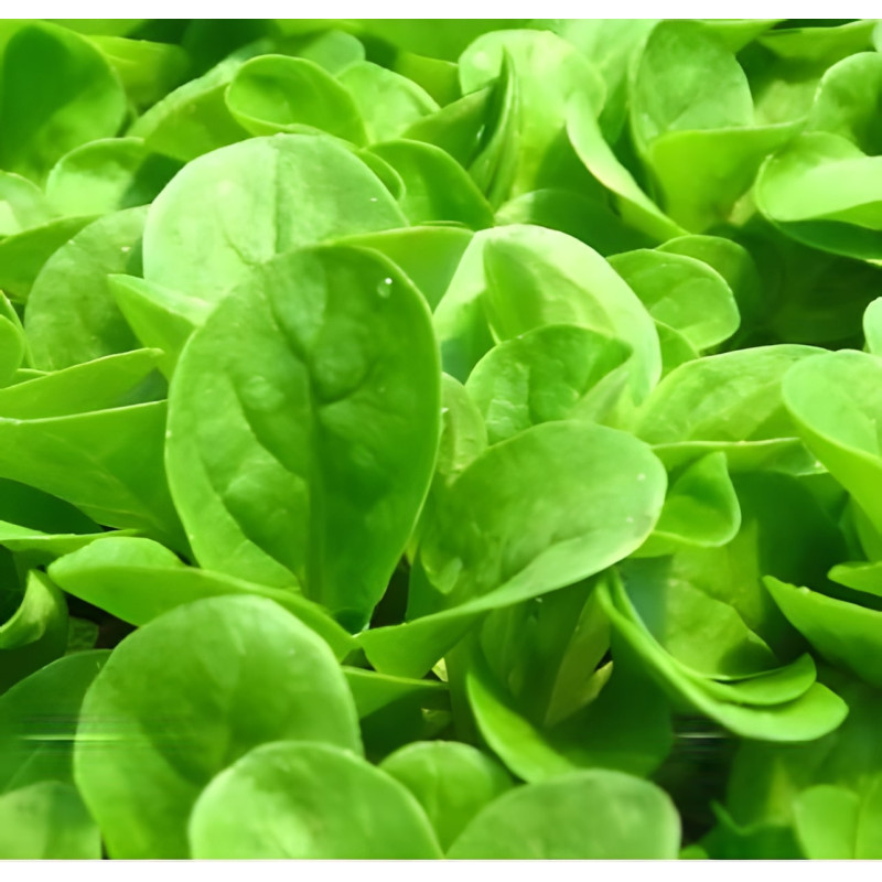Mâche Verte à Coeur Plein