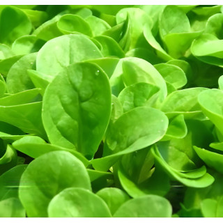Mâche Verte à Coeur Plein