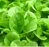 Mâche Verte à Coeur Plein