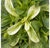 Mâche Bigarrée de Huy