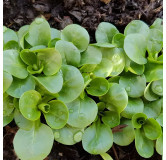 Mâche à Grosse graine