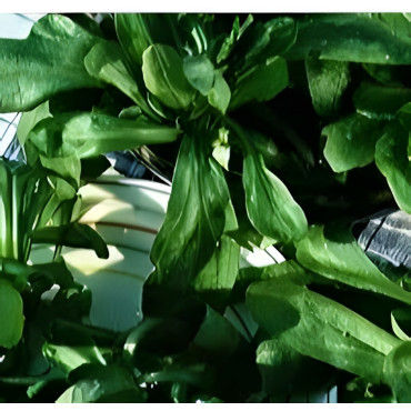 Mâche à grandes feuilles de Hollande