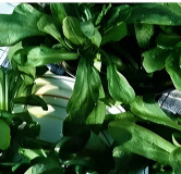 Mâche à grandes feuilles de Hollande