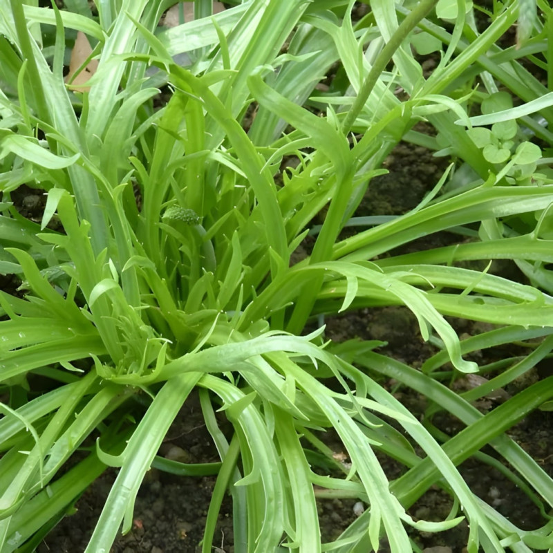 Plantain Corne de Cerf