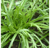 Plantain Corne de Cerf