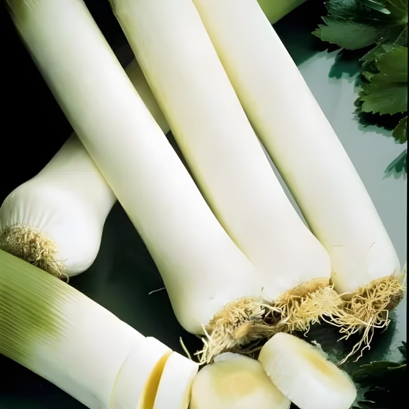 Poireau Monstrueux de Carentan