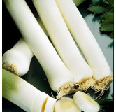 Poireau Monstrueux de Carentan