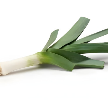 Poireau Gros vert de Huy