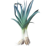 Poireau Bleu de Solaise