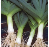 Poireau d'hiver de Cambrai