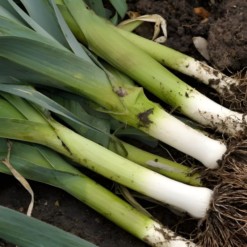 Poireau Géant des Vennes