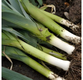 Poireau Géant des Vennes