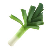 Poireau Gros Long d’Été