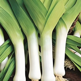 Poireau Jaune du Poitou