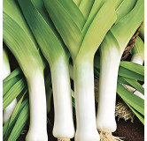 Poireau Jaune du Poitou
