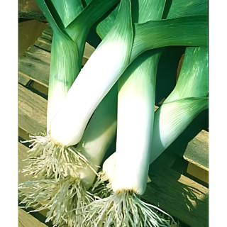 Poireau Elbeuf Elephant