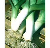 Poireau Elbeuf Elephant