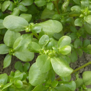 Pourpier d'été doré