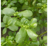 Pourpier d'été doré