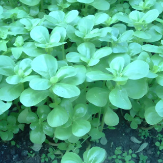 Pourpier d'été vert