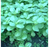 Pourpier d'été vert