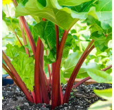 Rhubarbe Rouge