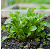 Roquette Wasabi