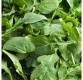 Roquette Cultivée