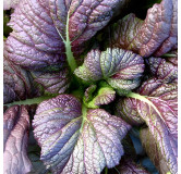 Moutarde de Chine rouge Red Giant